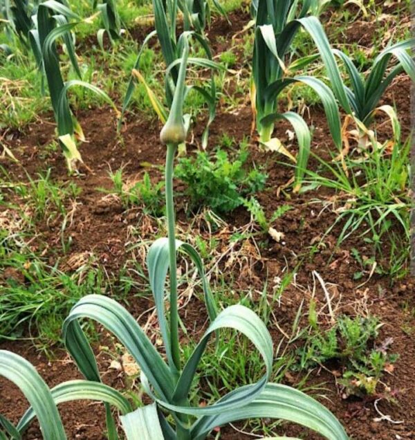 Scapi fiorali di aglione da agricoltura biologica
