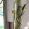 Aglione da coltivazione biologica
